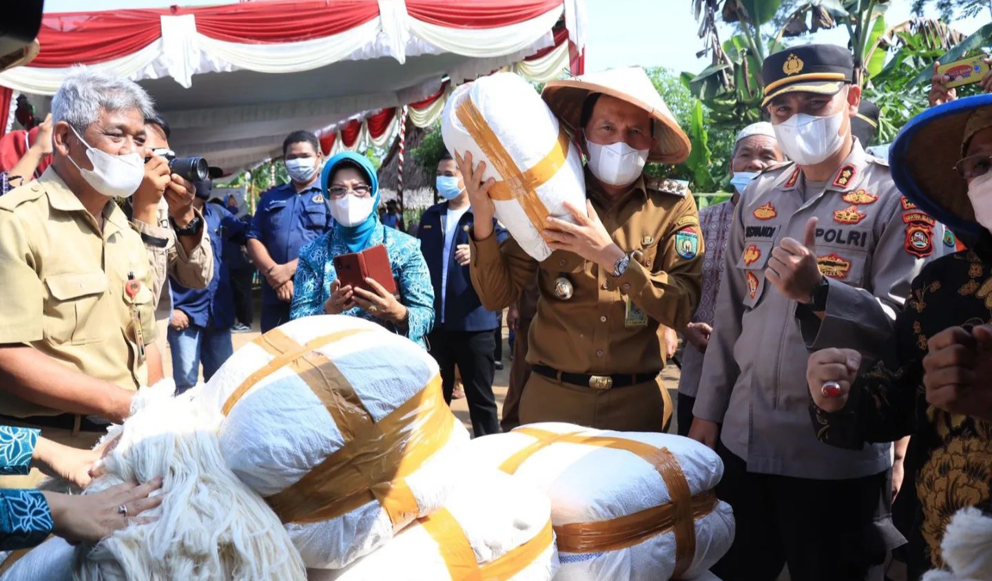 Ekspor Serat Daun Nanas ke Singapura, Nanas Prabumulih Terkenal dengan Rasanya yang Manis