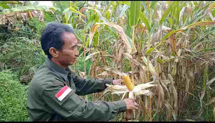 Petani di Cambai ini Hasilkan Puluhan Juta Rupiah dengan Bertanam Jagung