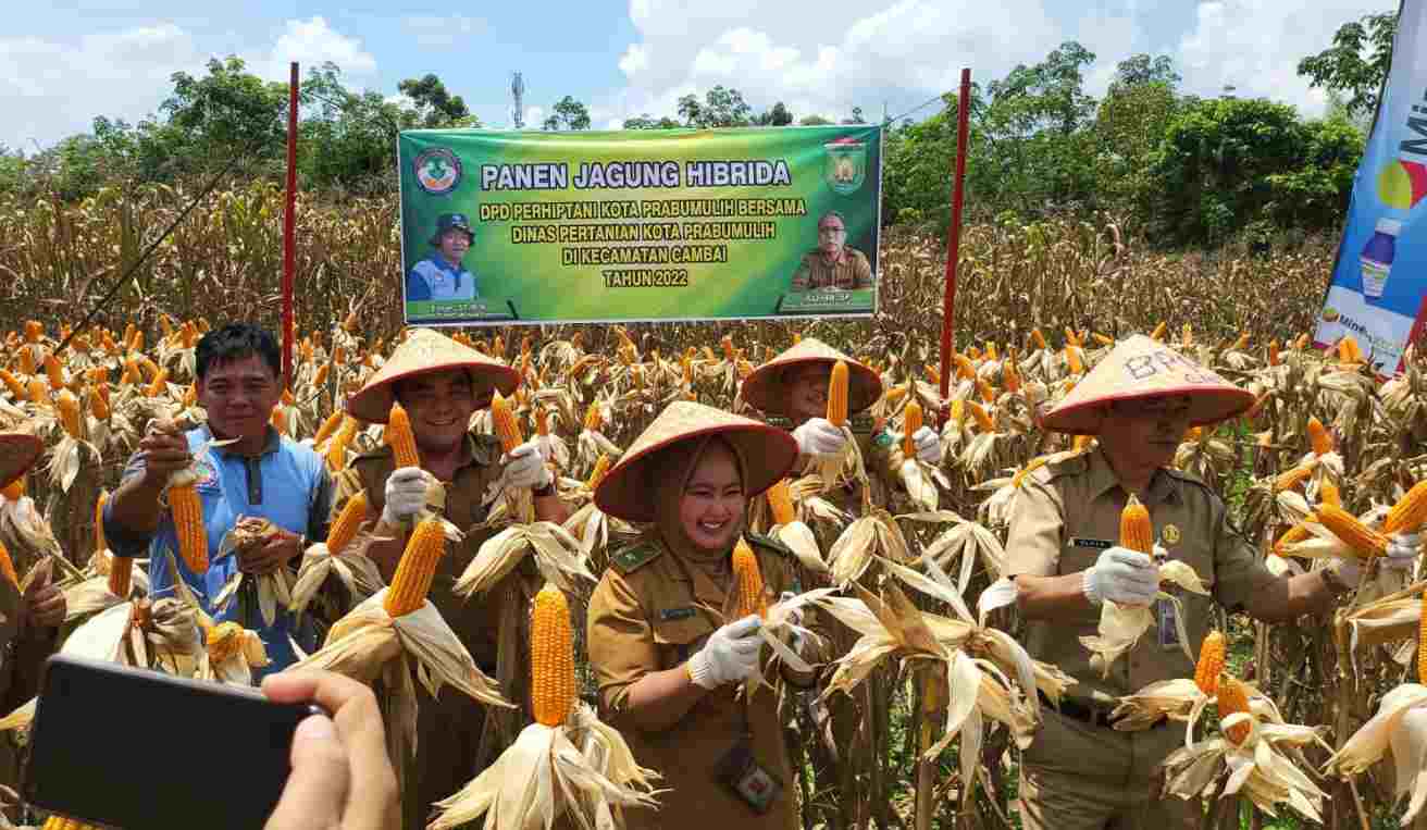 Perhiptani Prabumulih, Panen Perdana Jagung Hibrida