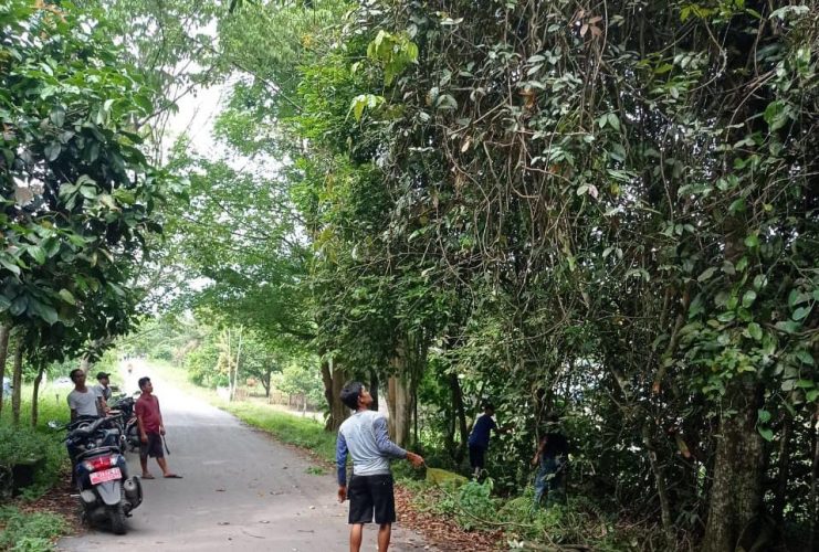 Kepala Desa Dibantu Pemerintah Desa dan Masyarakat Gotong Royong Membersihkan Tanaman yang Berada  di Bahu Jalan